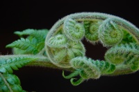 Fern