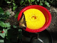 Clipper at Feeding Station