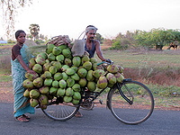 Coconut kiosk-on-bike, a couple on the road to market - Narial bicycle wala