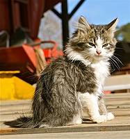 Go ahead.......make my Caturday.