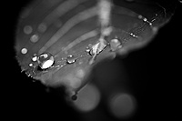 Drops III